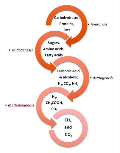 Stages in Anaerobic Digestion