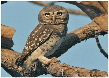 Forest Owlet