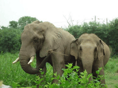 indian elephant