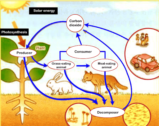 Ecosystem