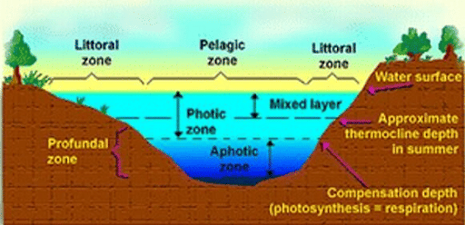 Wetlands Ecosystem