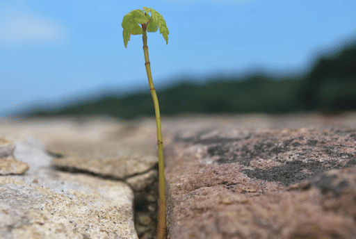 Reproductive Roots