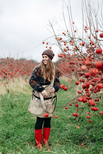 An Apple Orchard in Tasmania