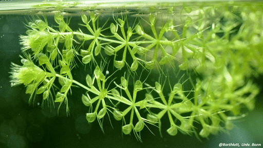 Aldrovanda