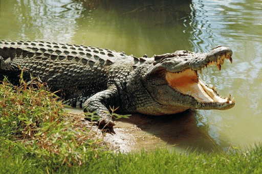 Saltwater Crocodile