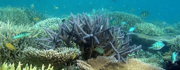 Coral reef