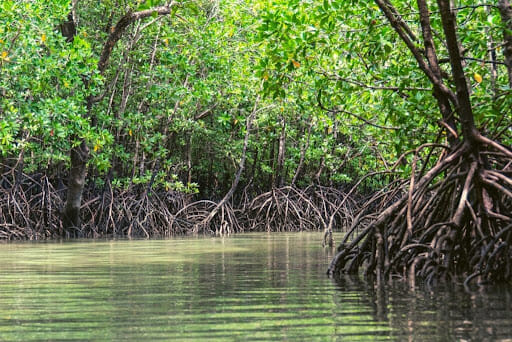 Mangroves