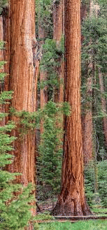 Endangered Redwood Trees