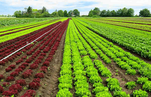 Ecological Farming