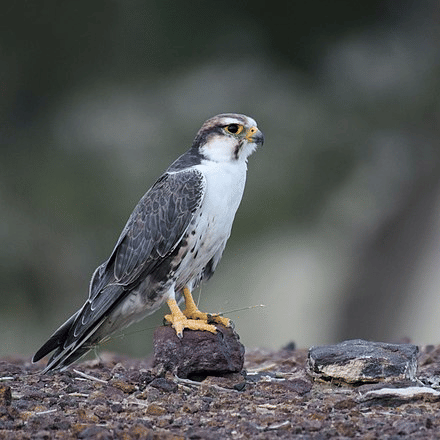 Near Threatened Laggar falcon