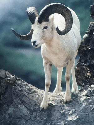 Near Threatened Argali