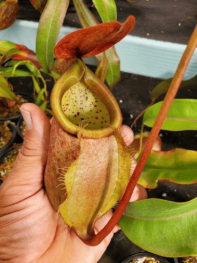 Nepenthes