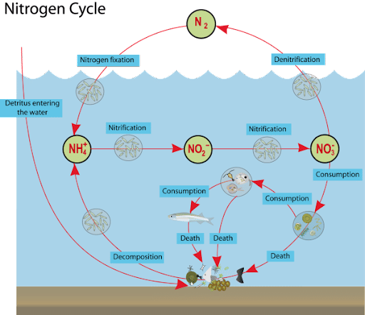 Nitrogen Cycle in Marine Ecosystem