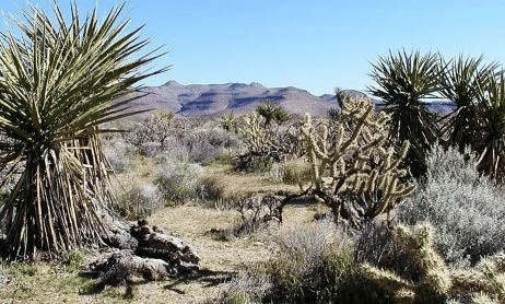 Desert Vegetation