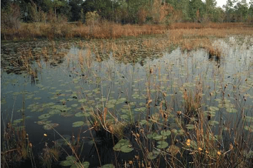 Waterlogged Wetland