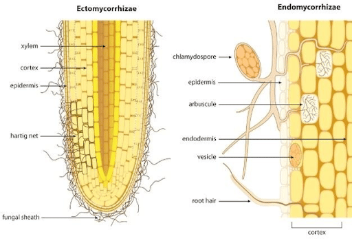 Ectomycorrhiza Vs Endomycorrhiza