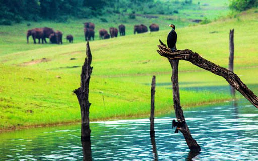 Periyar Wildlife Sanctuary