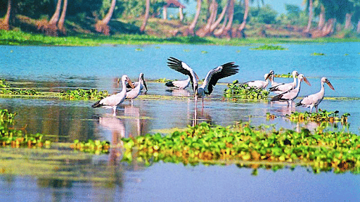 Kolleru Lake - Natural Lake