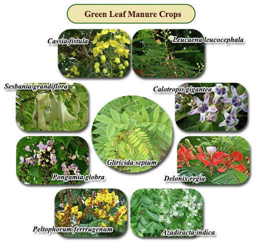 Some Important Green Leaf Manure Crops