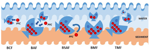 Biomagnification of Xenobiotics