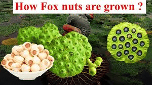 foxnut