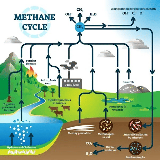 Methane Cycle