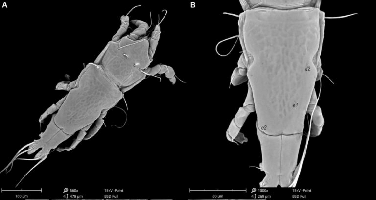Mite species specifications