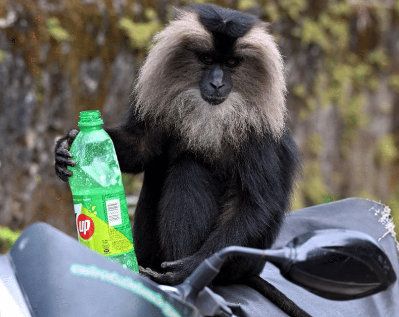 Monkey specification