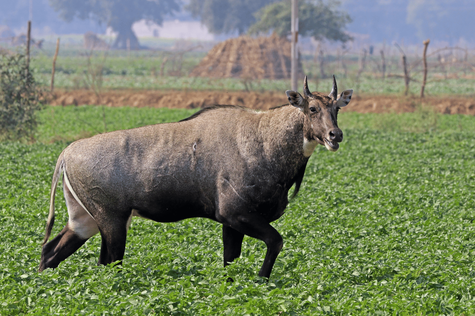 nilgai