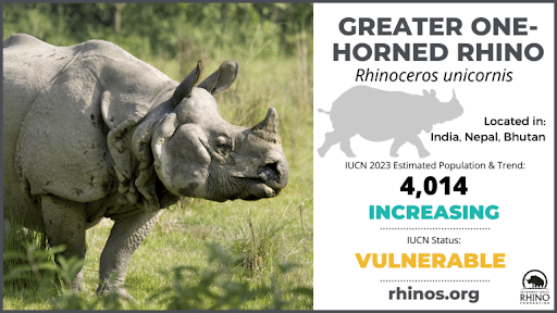 One Horned Rhino