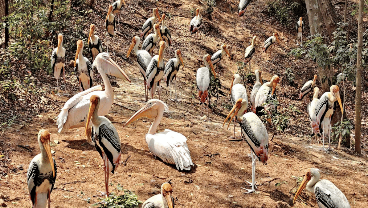 painted storks