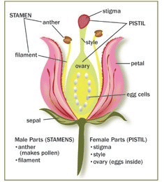 pollinators
