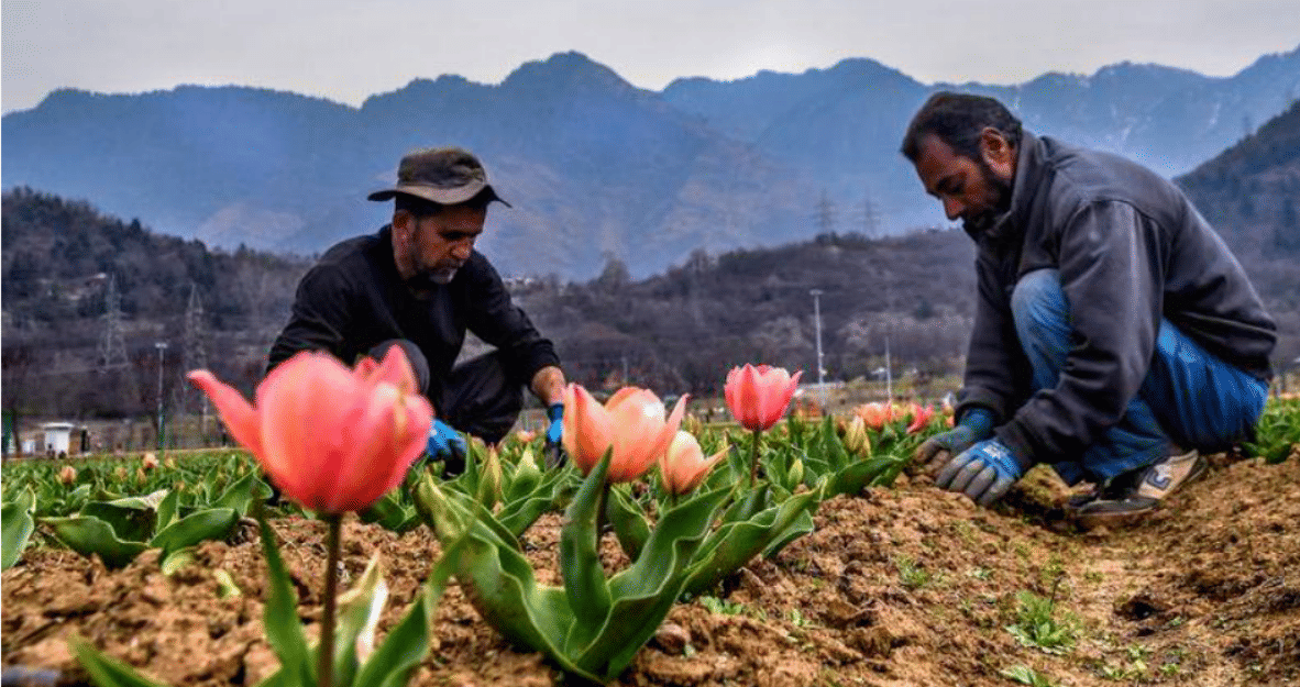 About Tulips