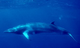 Minke Whales