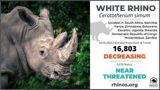 White Rhino