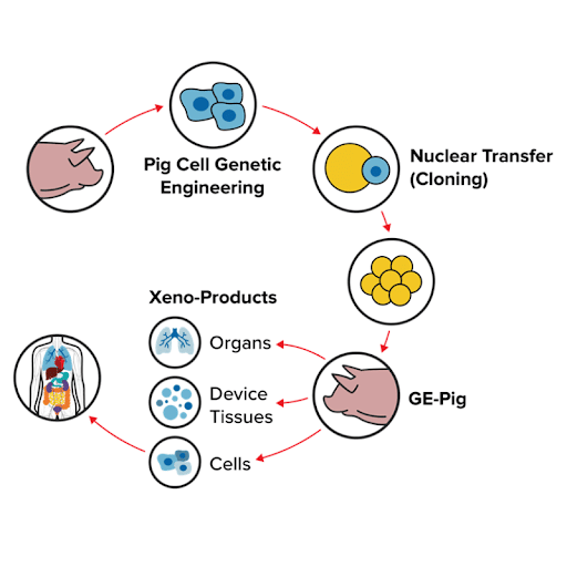 xenotransplantation